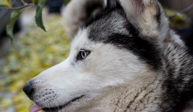 Aggressive Husky Mix Dogs "Anika" and "Sequoia" Found and Contained After Incidents on West River Road
