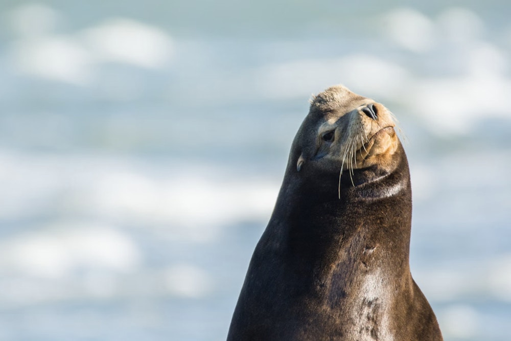 Alarming Rise in Sea Lion Strandings Along California Coast Linked to