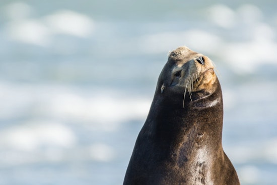 Alarming Rise in Sea Lion Strandings Along California Coast Linked to Domoic Acid Poisoning
