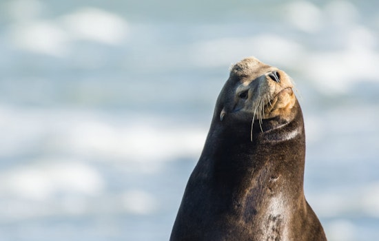 Alarming Rise in Sea Lion Strandings Along California Coast Linked to Domoic Acid Poisoning