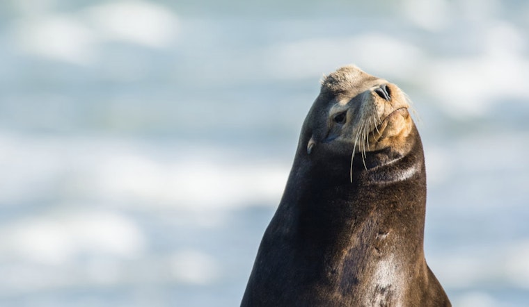 Alarming Rise in Sea Lion Strandings Along California Coast Linked to Domoic Acid Poisoning
