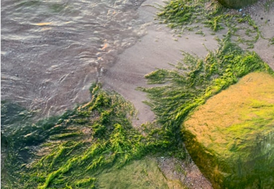 Algae Bloom Temporarily Closes Collinwood Beach and Dog-Friendly Areas in Wright County