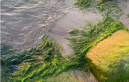 Algae Bloom Temporarily Closes Collinwood Beach and Dog-Friendly Areas in Wright County