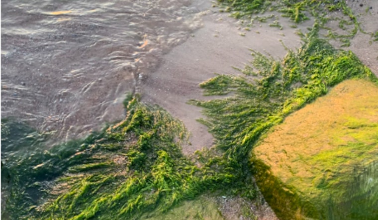 Algae Bloom Temporarily Closes Collinwood Beach and Dog-Friendly Areas in Wright County