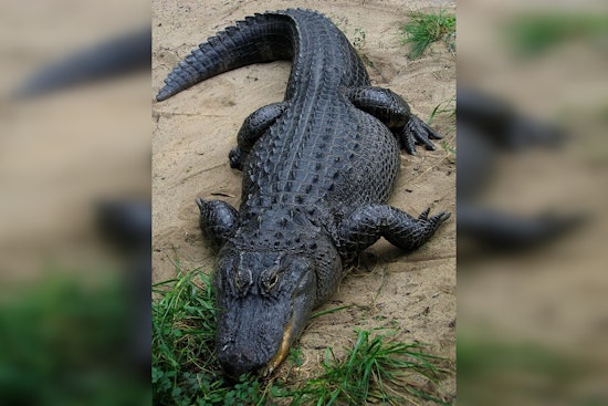 Alligator Sighted Body Surfing on Galveston's Pirates Beach: A Natural Occurrence, Experts Say