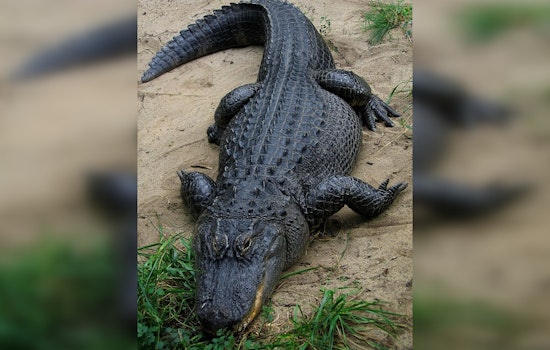 Alligator Sighted Body Surfing on Galveston's Pirates Beach: A Natural Occurrence, Experts Say
