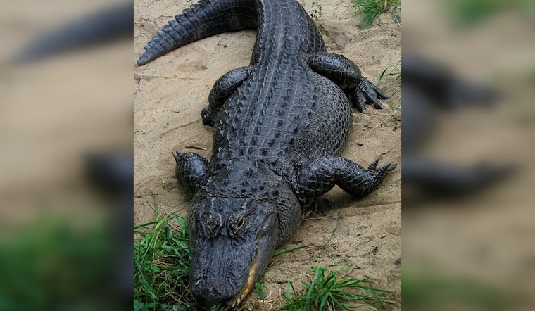 Alligator Sighted Body Surfing on Galveston's Pirates Beach: A Natural Occurrence, Experts Say