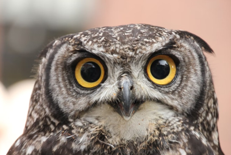 Anderson Humane Successfully Releases Rehabilitated Screech Owl as Lincoln Park Owls Fall Victim to Pesticides