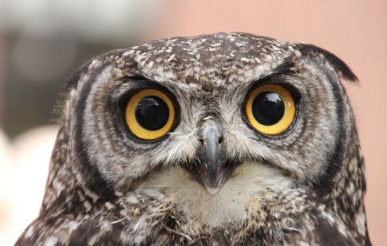 Anderson Humane Successfully Releases Rehabilitated Screech Owl as Lincoln Park Owls Fall Victim to Pesticides