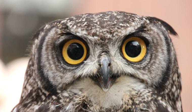 Anderson Humane Successfully Releases Rehabilitated Screech Owl as Lincoln Park Owls Fall Victim to Pesticides