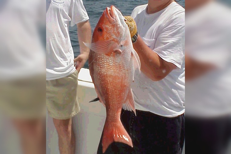 Anglers' Alert: Federal Red Snapper Season Ends September 6, Texas State Waters Remain Open for Fishing
