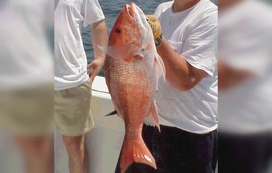 Anglers' Alert: Federal Red Snapper Season Ends September 6, Texas State Waters Remain Open for Fishing
