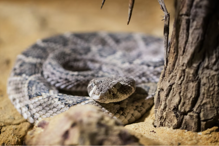Arizona Humane Society Enhances Snake Avoidance Training for Pets After German Shepard's Rattlesnake Bite