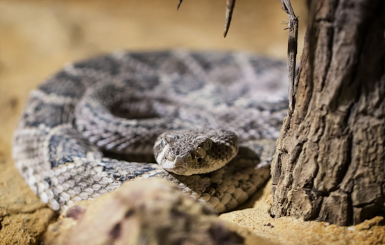 Arizona Humane Society Enhances Snake Avoidance Training for Pets After German Shepard's Rattlesnake Bite