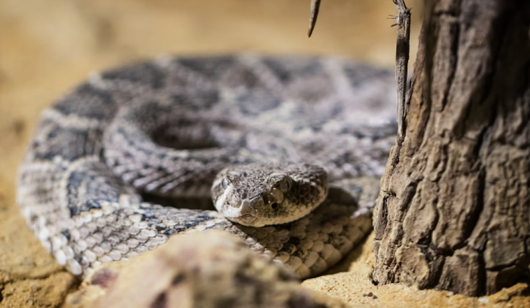 Arizona Humane Society Enhances Snake Avoidance Training for Pets After German Shepard's Rattlesnake Bite