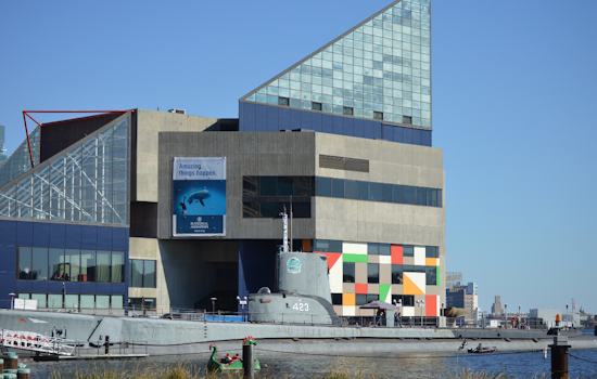 Baltimore's National Aquarium Unveils Revolutionary Harbor Wetland Exhibit in Inner Harbor