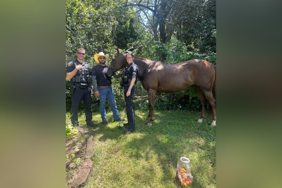 Belmont Hero Local Man Efrain Garcia Teams Up with Police to Safely Corral Runaway Horse on I-85