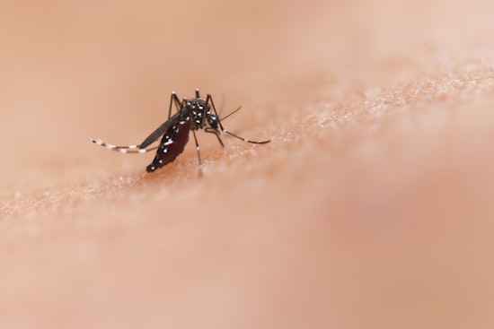 Bexar County Increases Mosquito Abatement After Third West Nile Virus Case Near Highway 90