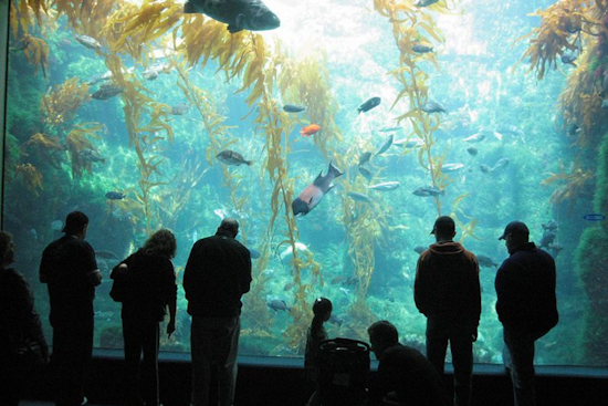 Birch Aquarium at Scripps Announces Ambitious 'Living Seas' Exhibit Redesign, Evoking Enthusiasm Among San Diego Community