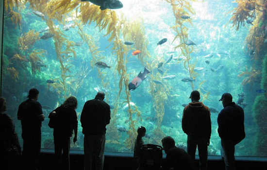 Birch Aquarium at Scripps Announces Ambitious 'Living Seas' Exhibit Redesign, Evoking Enthusiasm Among San Diego Community