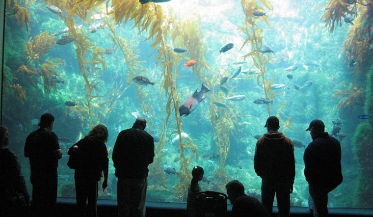 Birch Aquarium at Scripps Announces Ambitious 'Living Seas' Exhibit Redesign, Evoking Enthusiasm Among San Diego Community