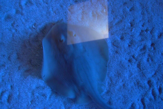 Birch Aquarium Joins Forces with SAFE Sharks and Rays to Combat Extinction Threat