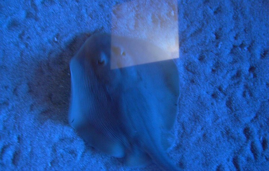 Birch Aquarium Joins Forces with SAFE Sharks and Rays to Combat Extinction Threat