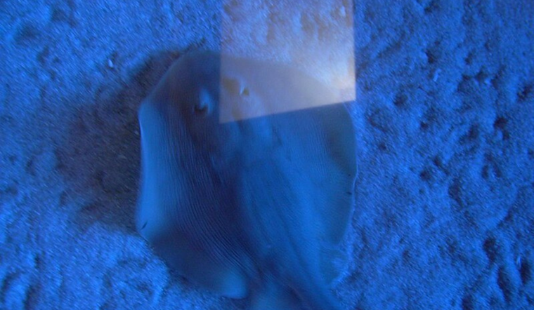 Birch Aquarium Joins Forces with SAFE Sharks and Rays to Combat Extinction Threat