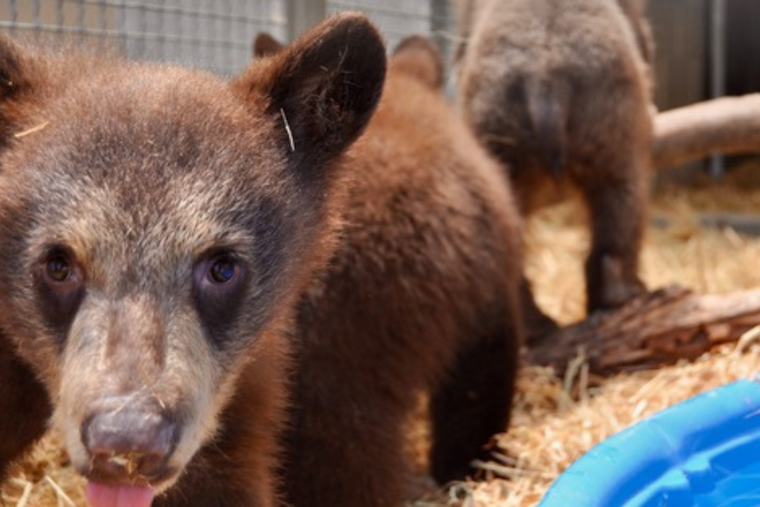Blount County Bears at Risk: 3 Orphaned Cubs Rescued As Habituated Mother Bear Euthanized