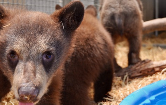 Blount County Bears at Risk: 3 Orphaned Cubs Rescued As Habituated Mother Bear Euthanized