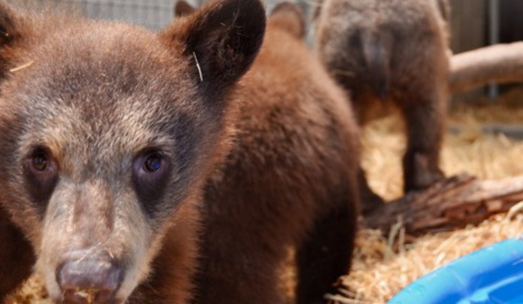 Blount County Bears at Risk: 3 Orphaned Cubs Rescued As Habituated Mother Bear Euthanized