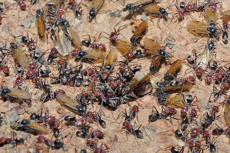 Boston Metro Area Bugged by Swarm of Winged Ants in Natural Nuptial Flight Phenomenon