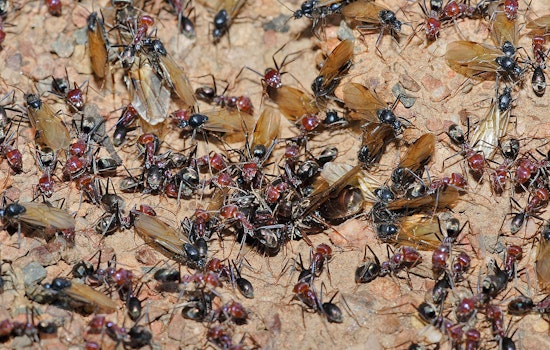 Boston Metro Area Bugged by Swarm of Winged Ants in Natural Nuptial Flight Phenomenon