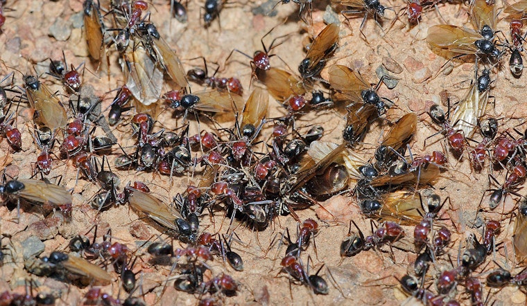 Boston Metro Area Bugged by Swarm of Winged Ants in Natural Nuptial Flight Phenomenon