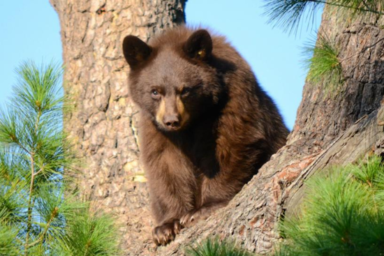 Boulder Implements Seasonal Leash Restrictions on Trails to Protect Wildlife
