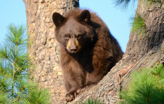 Boulder Implements Seasonal Leash Restrictions on Trails to Protect Wildlife