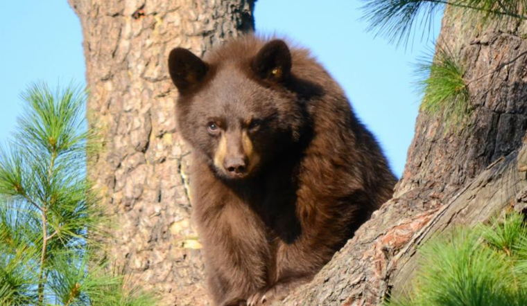 Boulder Implements Seasonal Leash Restrictions on Trails to Protect Wildlife