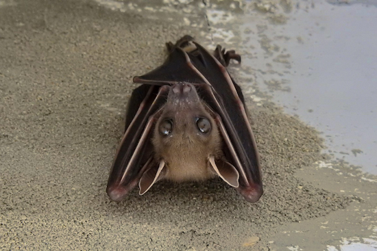 Brighton Bat Tests Positive for Rabies, Livingston County Health Department Urges Caution and Reporting