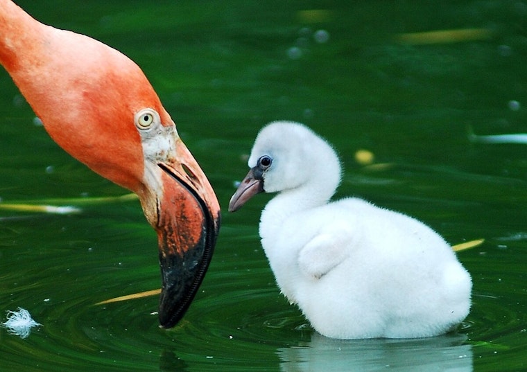 Brookfield Zoo in Chicago Welcomes Four Fluffy Baby Flamingos, Preparing for Public Debut