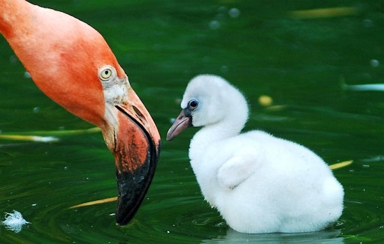 Brookfield Zoo in Chicago Welcomes Four Fluffy Baby Flamingos, Preparing for Public Debut