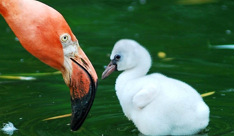 Brookfield Zoo in Chicago Welcomes Four Fluffy Baby Flamingos, Preparing for Public Debut