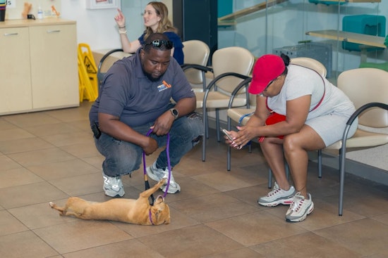 Broward County Celebrates Over 100% Increase in Pet Adoptions
