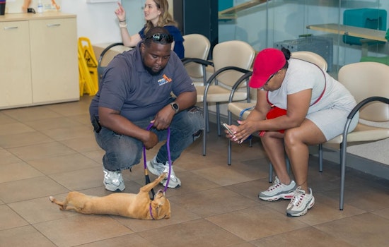 Broward County Celebrates Over 100% Increase in Pet Adoptions