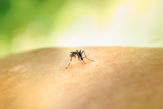 Bucks County to Conduct Targeted Mosquito Control in Response to West Nile Virus Threat