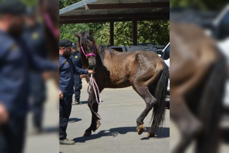 Cabazon Man Charged with Felony Animal Cruelty After Severe Neglect Found on Property