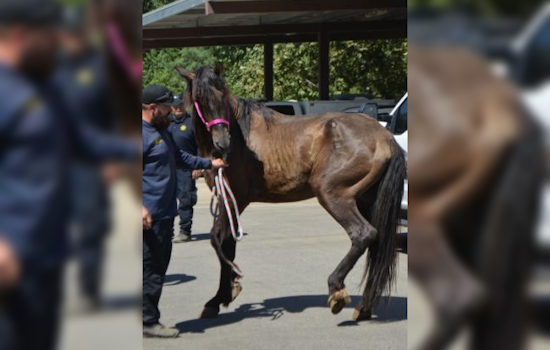 Cabazon Man Charged with Felony Animal Cruelty After Severe Neglect Found on Property