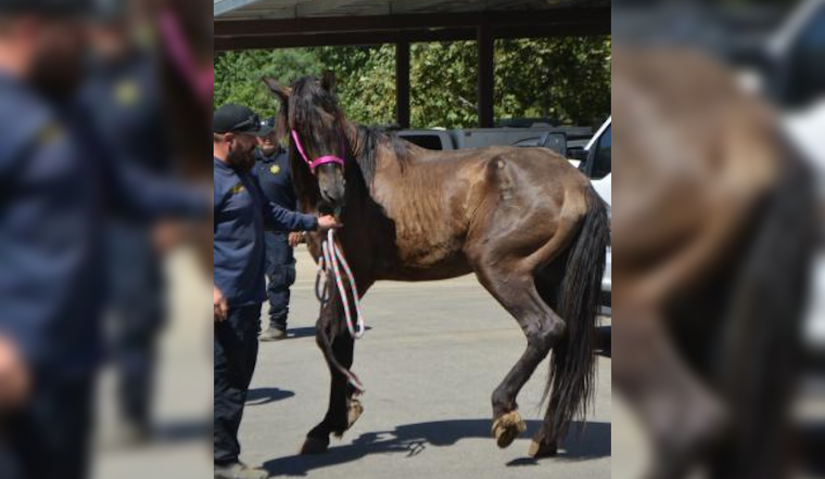 Cabazon Man Charged with Felony Animal Cruelty After Severe Neglect Found on Property