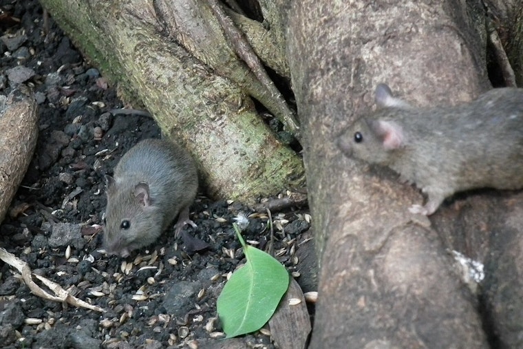 Cambridge Offers Free Rodent Control to Small Residential Properties in Pest Management Push