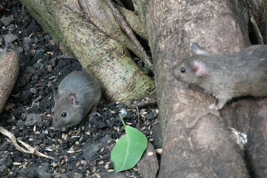 Cambridge Offers Free Rodent Control to Small Residential Properties in Pest Management Push