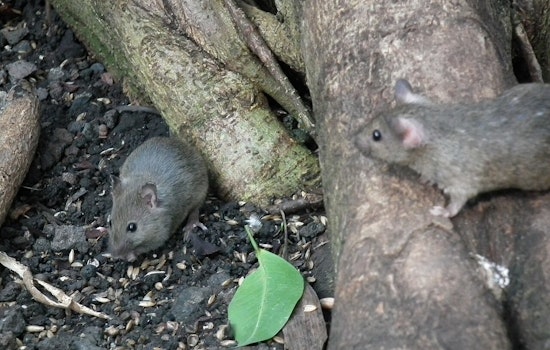 Cambridge Offers Free Rodent Control to Small Residential Properties in Pest Management Push
